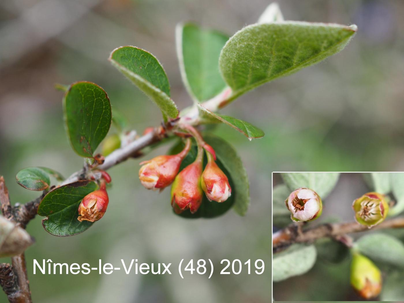 Cotoneaster, Wild flower